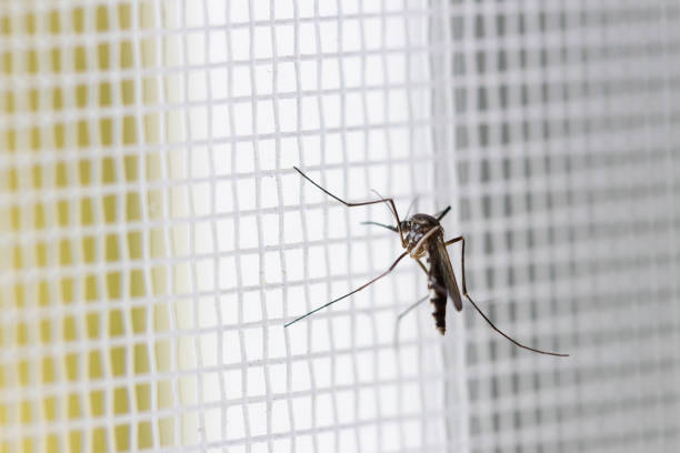 aedes aegypti mosquito on white mosquito wire mesh